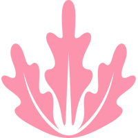 Pink Lettuce Chester 